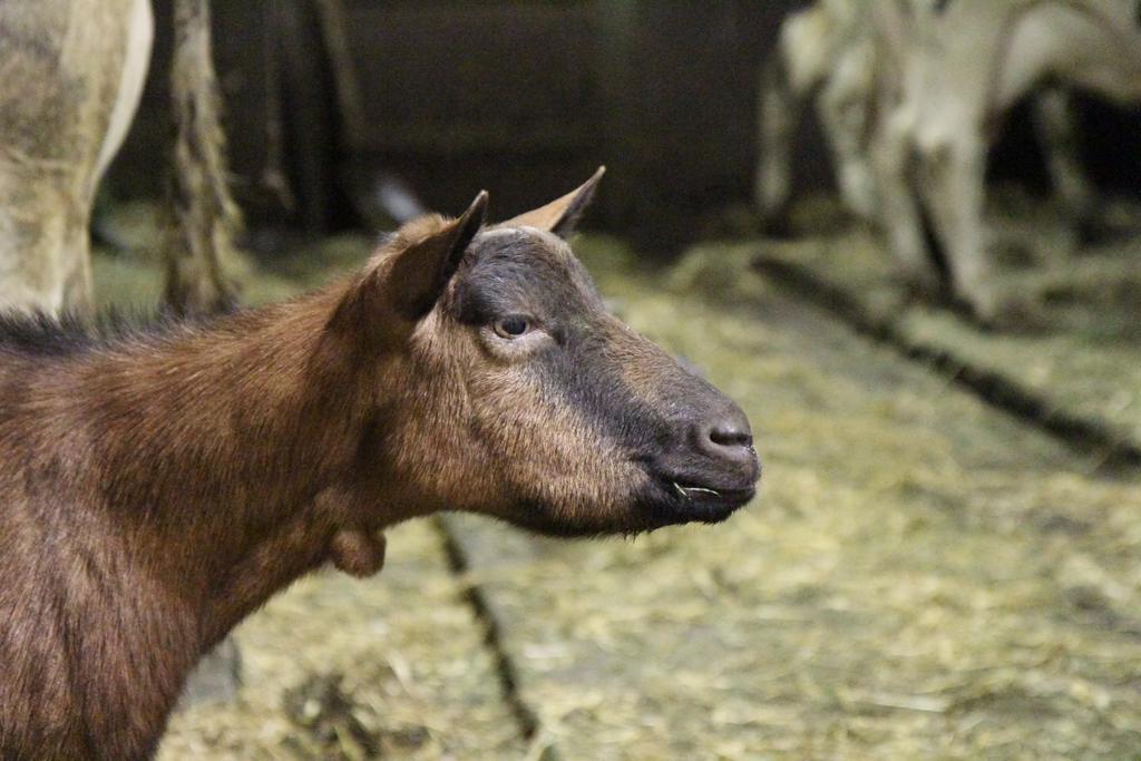 Willa Ferienbauernhof Roth Sulzberg  Zewnętrze zdjęcie